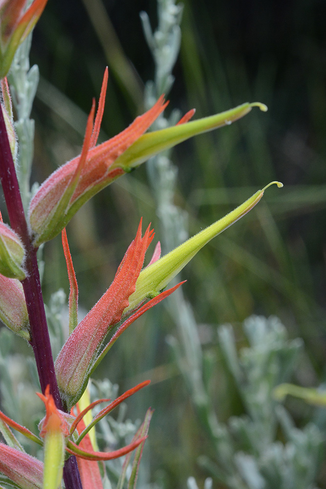 CastLini_flst_Mung_6.24.17_1_Q2_crp_3x5_200