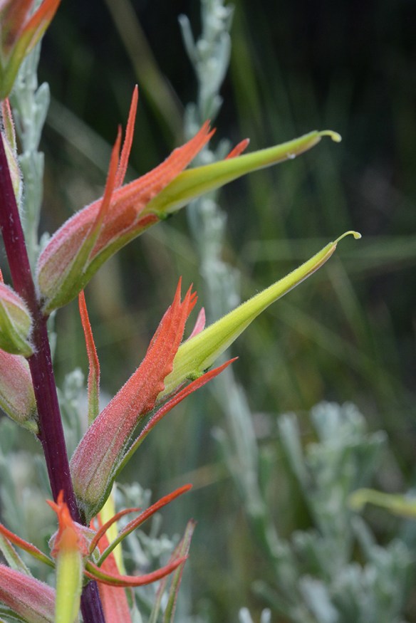 CastLini_flst_Mung_6.24.17_1_Q2_crp_3x5_200