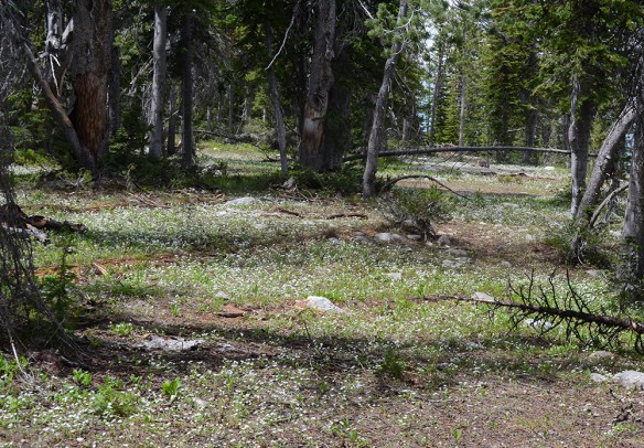 ClayLati_habfl_mass_GdwLk_7.14.19_1a_Q1_fix_crp_5x3_180