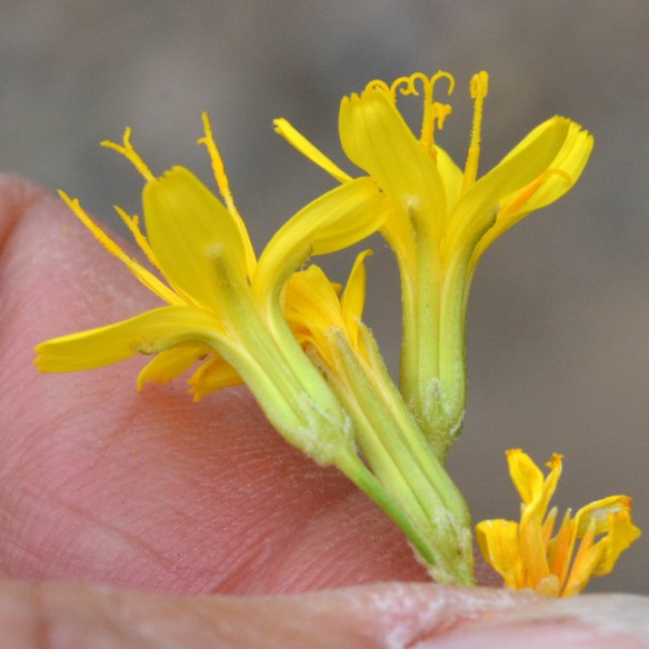 CrepAcum_flcuSide_20LkRd_71113_1_25x25