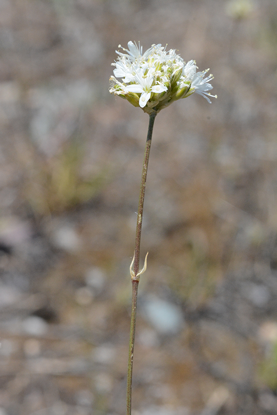 EregCong_flst_AntFlts_7.10.19_1a_Q1_3x5_180