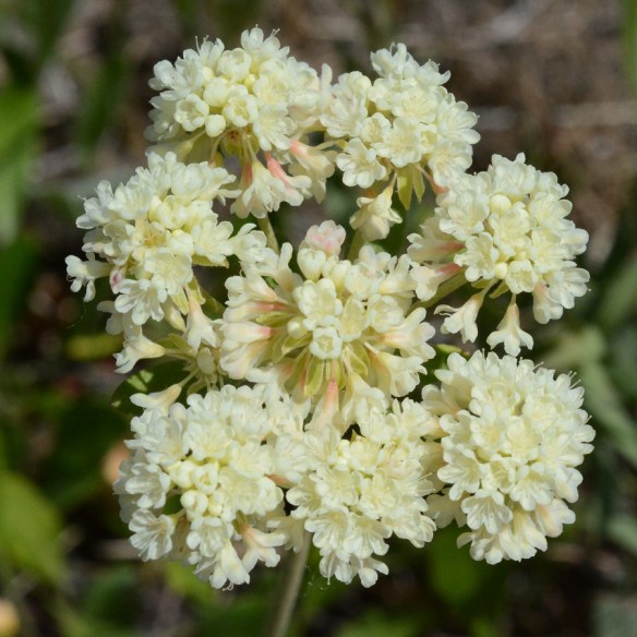 ErioUmbe_fls_AntFlts_7.10.19_2_Q1_crp_5x5_180