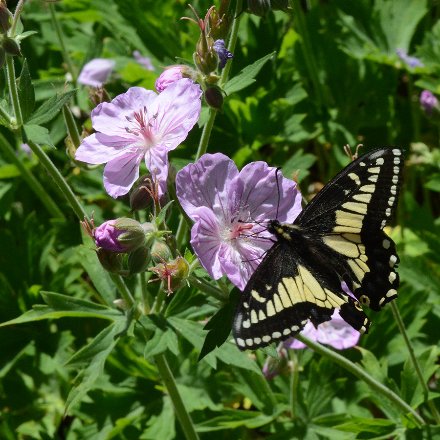 GeraVisc_fl_Swallowtail_GdwLk_7.14.19_1_Q1_crp_5x5_180