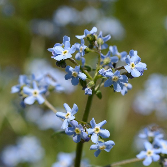 HackMicr_fl_SkiLktr_62815_1a_crp3x3