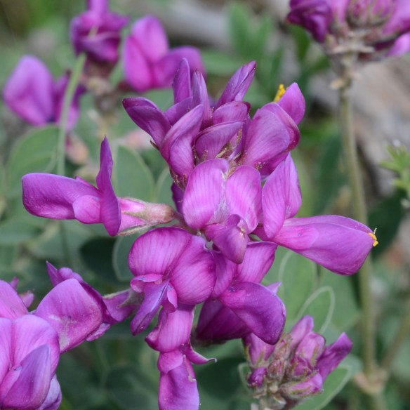 HedyBore_fls_GVRd_7.10.19_1_Q2_crp_5x5_180