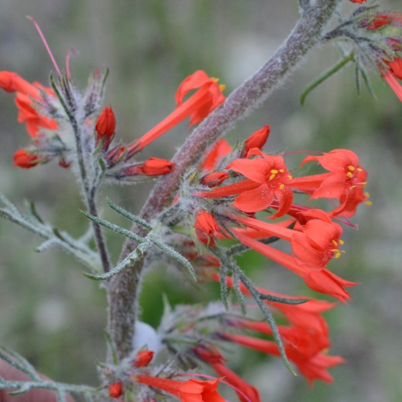 IpomAggr_FlStCu_OldPsRd_7.2.19_1_Q2_crp_5x5_180