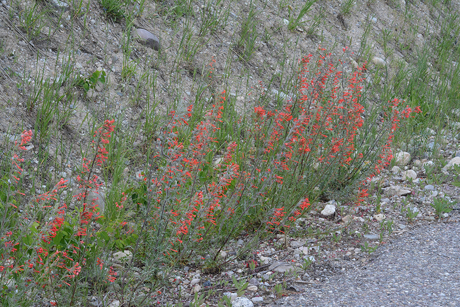 IpomAggr_habfl_mass_OldPsRd_7.2.19_1_5x3_180