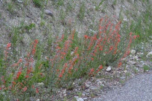 IpomAggr_habfl_mass_OldPsRd_7.2.19_1_5x3_180