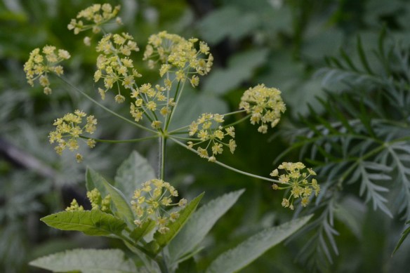 OsmoOcci_Flst_HistTr_7.2.19_1_5x3_180