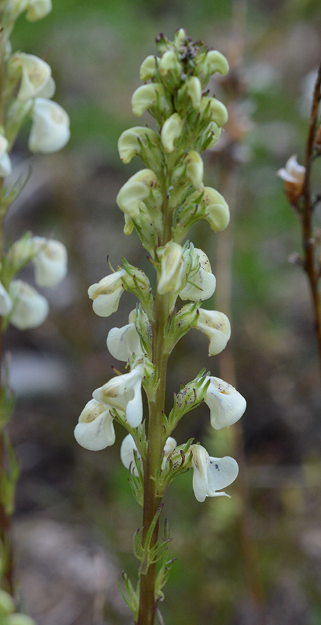 PediRace_fl_SkiLktr_62815_7crpsm