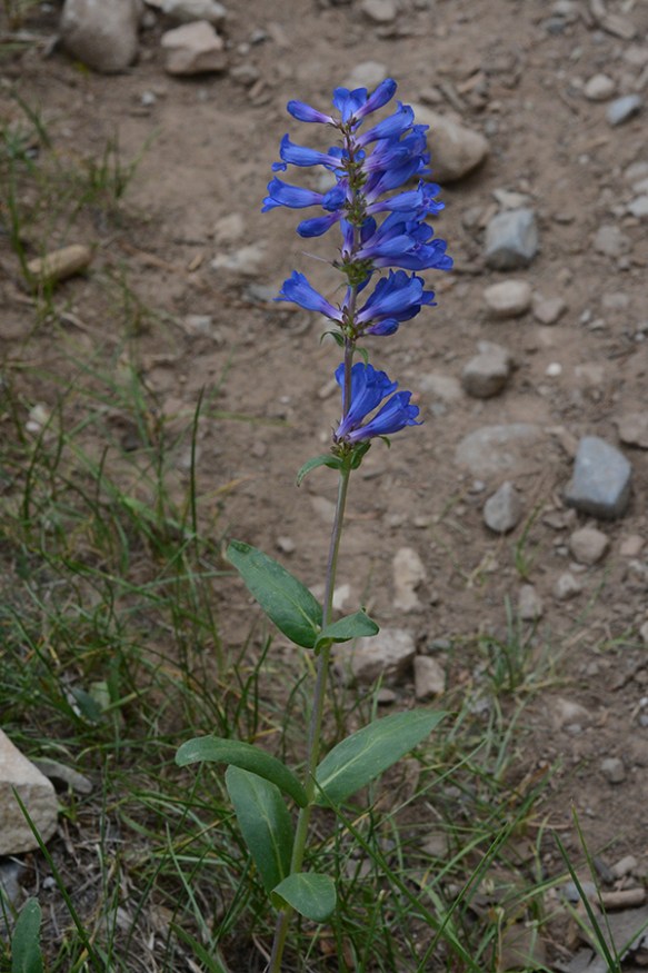 PensCyan_flhab_SkiLkTr_7.12.19_1_Q2_crp_3x5_180