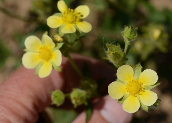 PoteGlan_flCU_PassTr_62915_1crpsm