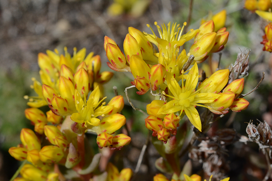 SeduLanc_FlCU_SlgCrk_7.5.19_1_Q2_crp_5x3_180