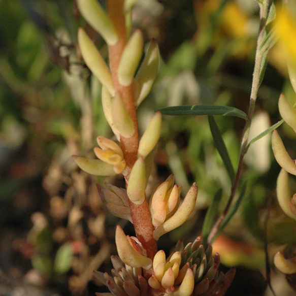 SeduLanc_lfst_BTTr_62215_1-crp3x3