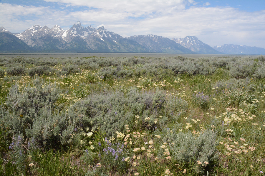 TNP_VwTetons_frTSS_flws_7.10.19_1a_Q2_5x3_180