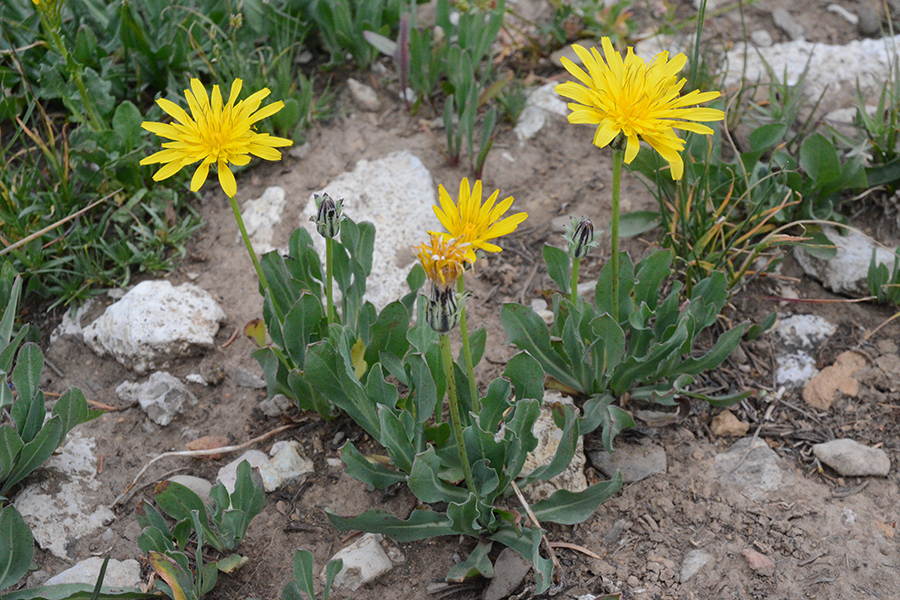 AgosGlauDasy_habfl_Rendv_8.22.19_1_Q1_5x3_180