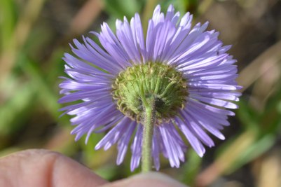 B_ErigSpec_flbelow_AntFl_7513_1