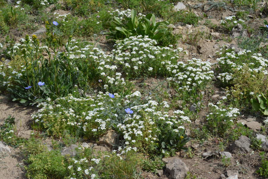 LeptNutt_LinuLewi_flhab_many_Rendv_8.22.19_1_Q1_fix_5x3_180