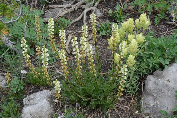 PediCont_CastSulp_flhab_Rendv_8.22.19_1_Q1_5x3_180_