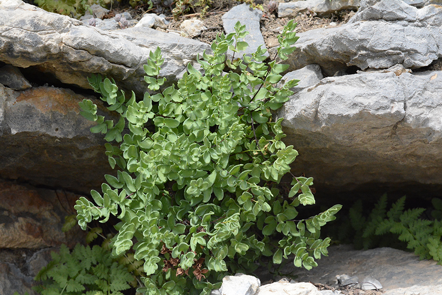 PellBrew_hab_RckSprTr_8.22.19_3a_Q1_5x3_180