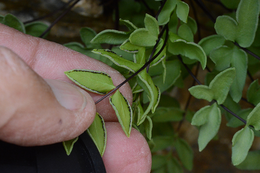 PellBrew_lfCU_RckSprTr_8.22.19_1_Q1_crp_5x3_180