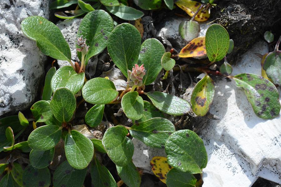 SaliReti_frlv_CodyB_8.22.19_1_Q2_crp_5x3_180