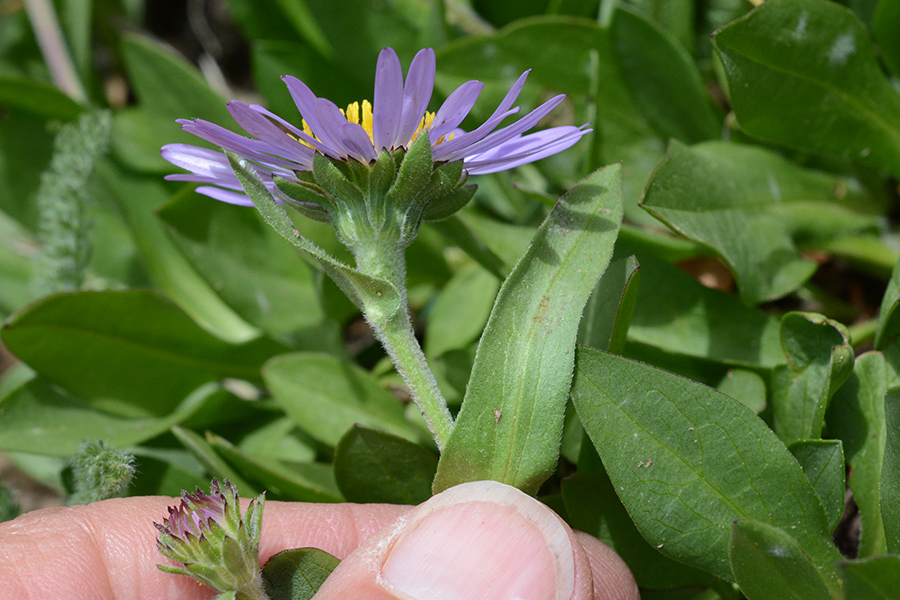 SympFolApr_flbracts_Rendv_7715_1Q2_crp_5x3_180