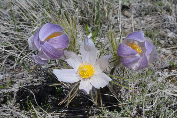 AnemPate_flhab_CrystBut_5.5.20_1a_Q2_5x3_180