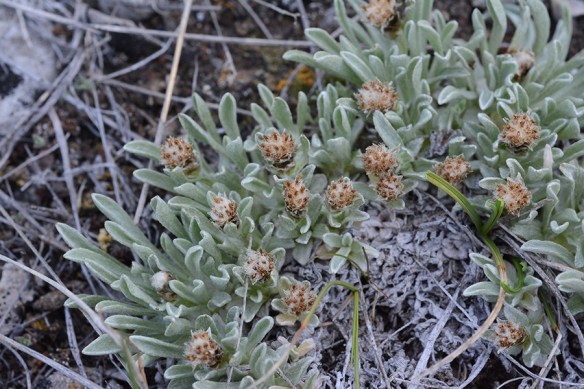 AnteDimo_flCU_CrystBut_5.5.20_1a_Q1_5x3_180