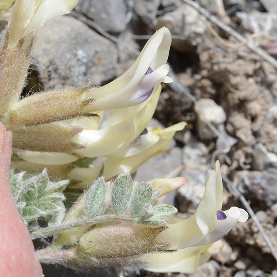 AstrPurs_flCU_ID_NendNER_5.14.20_1_Q2_crp_3x3_180