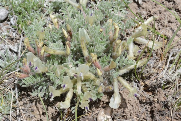 AstrPurs_flhab_rock_CrystBut_5.5.20_1_Q2_crp_5x3_180