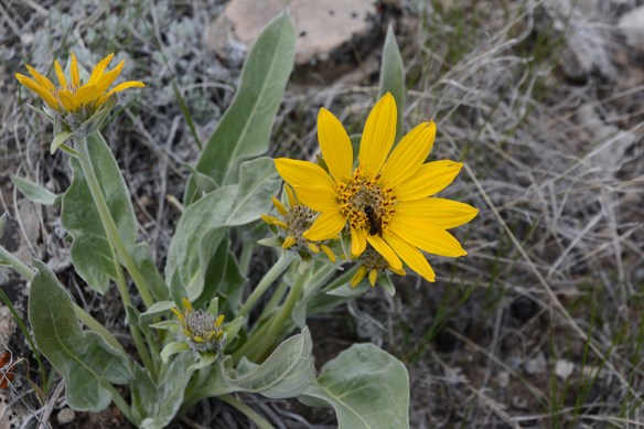 BalsSagi_habfl_FltCRkHills_5.8.20_1_fix_5x3_180