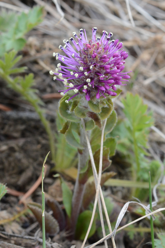 BessWyom_habfl_NendNER_5.14.20_3a_Q2_crp_3x4.5_180