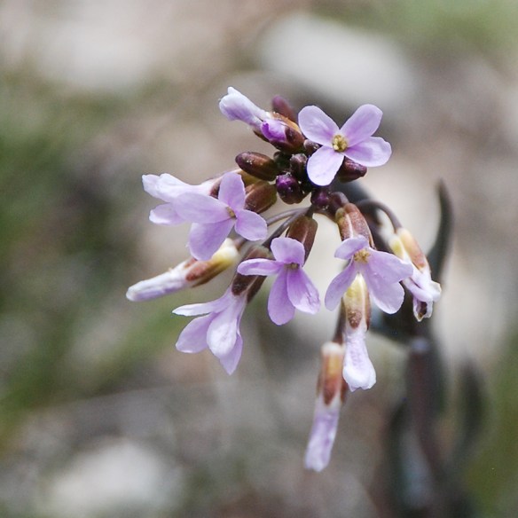 BoecSp_FlCU_rockcress_by SM5.14.20_crp_5x5_180