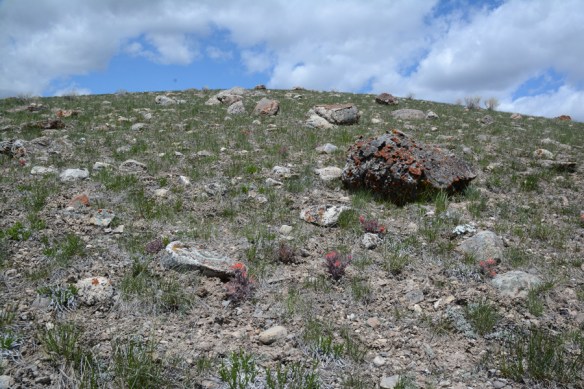 BTNF_FltCRkHills_vw_spring_5.8.20_4a_fix_%x3_180