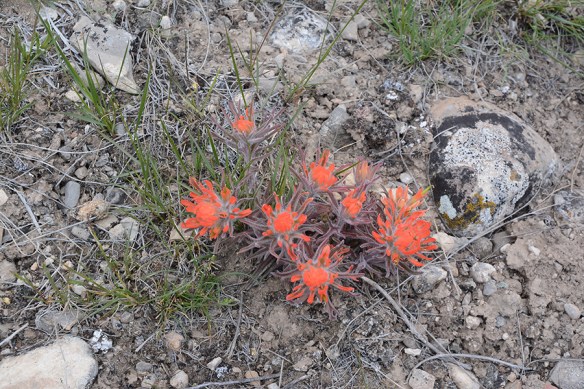 CastChrom_habfl_FltCRkHills_5.8.20_1_Q2_5x3_180