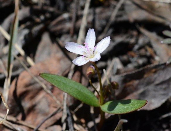 ClayLanc_flhab_MuriRch_4.21.18_1_crp5x3_180fix