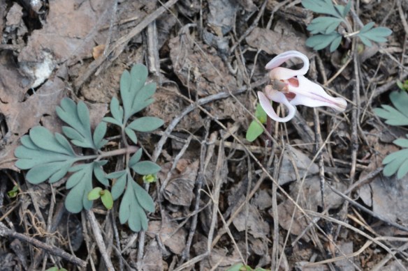 DiceUnif_fllf_CrystBut_5.5.20_1_Q2_5x3_180