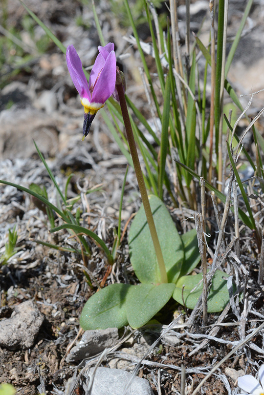 DodoConj_flhab_CrystBut_5.5.20_2_Q2_crp_3x4.5_180