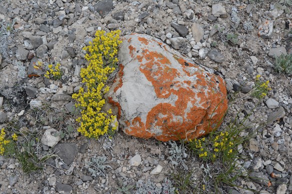 DrabSp_fhab_rock_NendNER_5.14.20_1_Q2_5x3_180