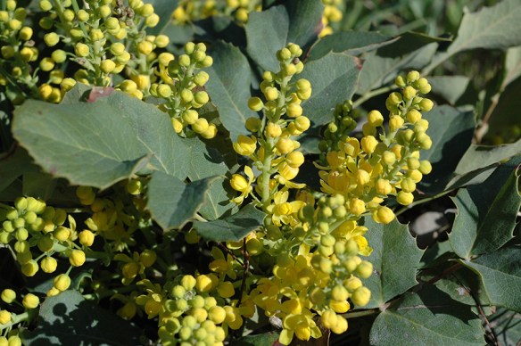 MahoRep_fl_DinNM_513112_2_5x3_180