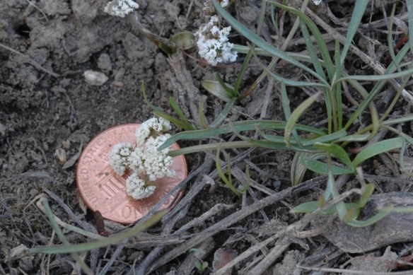 OrogLin_FlSt_Pen_WilBrk_41012_1bsm