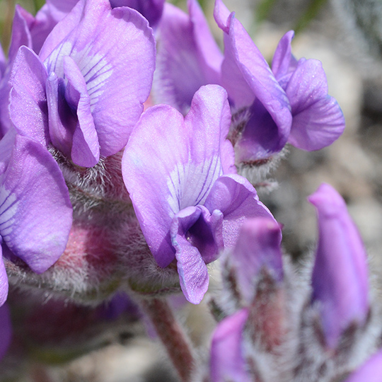 OxytBess_flCU_NendNER_5.14.20_1_Q2_crp_3x3_180