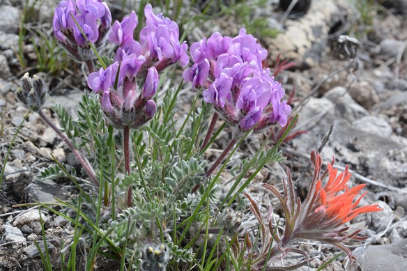 OxytBess_flhab_NendNER_5.14.20_1a_Q2_53_180