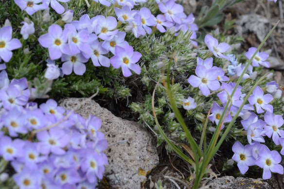 PhloHood_habfl_CU_NendNER_5.14.20_1_5x3_180_Q2