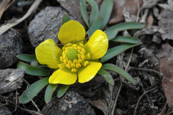 RAnJov_flCU_MurCtr_41112_1b_fix_5x3_180