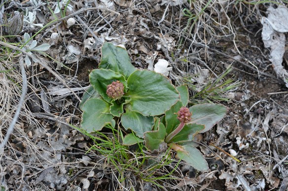 SaxiRhom_budlvs_FltCRkHills_5.8.20_2_Q1_crp_5x3_180