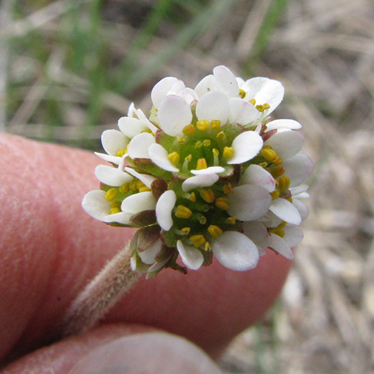 SaxiRhom_flCU_ant_JosieRidge_52311_2_crp_3x3_180