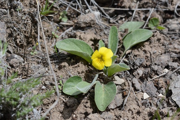 ViolNuttVallcf_flhab_FltCRkHills_5.8.20_2b_Q2_crp_5x3_180