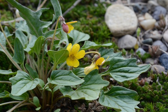 ViolPurpVen_HabFl_DMansB_52113_1_5x3_180